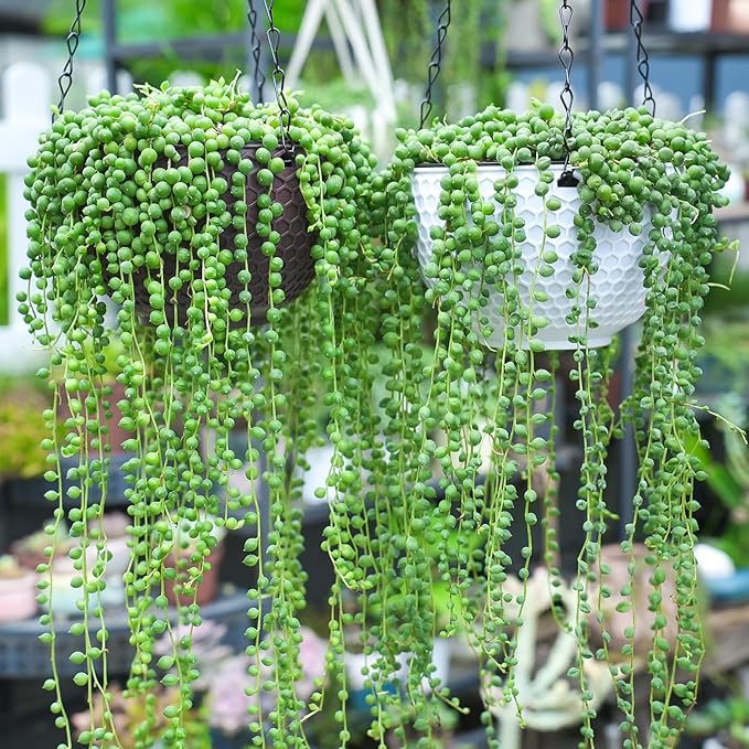 4" String of Pearls with White Stripe Pot, Live Trailing Succulent House Plant for Home Office Wedding Hanging Decoration, DIY Projects, Party Favor