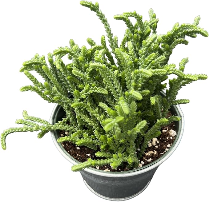 Watch Chain Succulent with Vintage Metal Pot, Rare Live Crassula muscosa Plant, Home Office Indoor Outdoor Wedding Decoration DIY Projects Party Favor