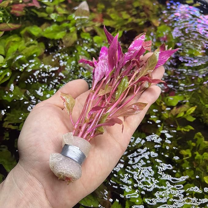 SubstrateSource Live Aquarium Red Stem Plants - Freshwater Aquatic Plant for Fish Tanks, Aquascaping - (Alternanthera Reineckii Rosanervig, 1 Bunch)