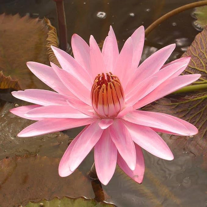 E.G. Hutchings Live Annual Water Lily Perfect Pond Plant Pre Grown Bare Root Waterlily Outdoor Koi Pond or Container Ponds Lillies pregrown Lilly pad