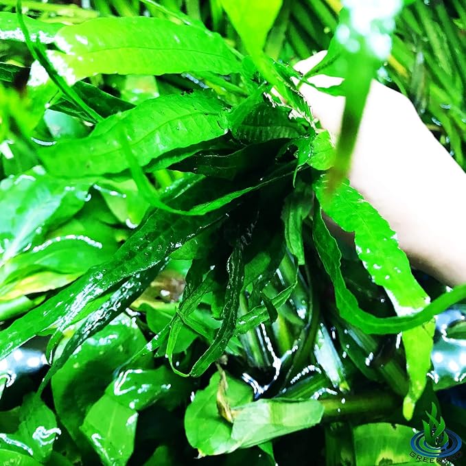 (20+ Leaves) Microsorum Pteropus Java Fern Live Aquarium Plant Tall Bunch Aquatic Fish Tank Decoration