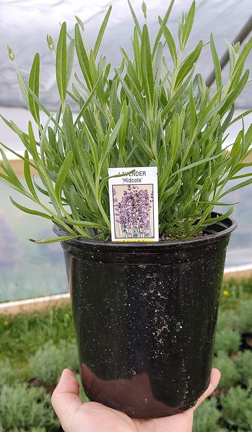 L+ Findlavender - Hidcote Blue Lavender Plant - 2.5QT Size Pot - (1-2.5QT Plant)
