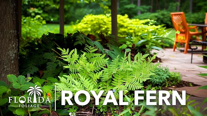 Royal Fern | 3 Live Plants | Osmunda regalis | Decorative Shade-Loving Perennial | Lush Green Foliage for Moist Gardens & Landscapes
