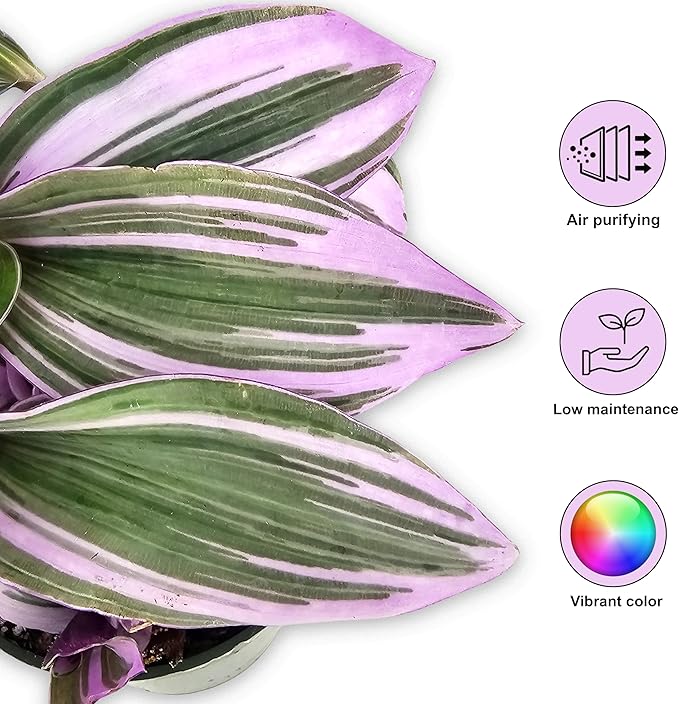 Bumble Plants Live Tradescantia Bubblegum Nanouk Purple Plant [Winter Thermal Packaging Included] | Fully Rooted Rare Houseplant for Home Office Wedding Decorations | Indoor and Outdoor Plant
