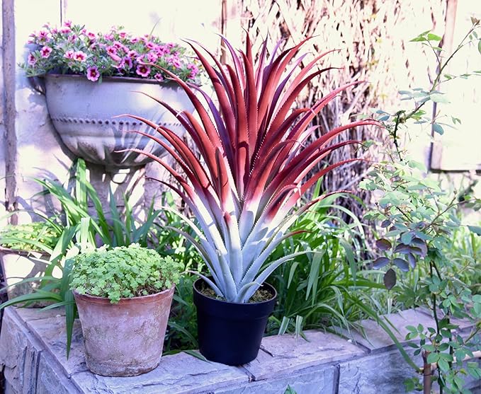 SUNPRAIRIE Hyper Realistic Big Red Artificial Aloe Vera Plant 26 Inches Tall. Large Faux Agave in Matte Black Pot.