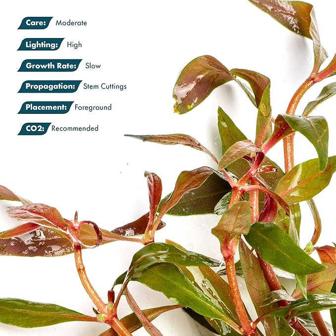 SubstrateSource Live Plants - Alternanthera reineckii ‘Mini’ - Bright Red to Pink Foreground Stem Plant for High Light, CO₂ Aquascaping, Compact Growth Red, Pink, Purple Accent - Lead Bunch