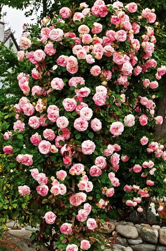 Hybrid Mixed Color Climbing Rose Rosa Bush Vine Climber Fragrant Butterfly Flower 100 Seeds Long-Blooming