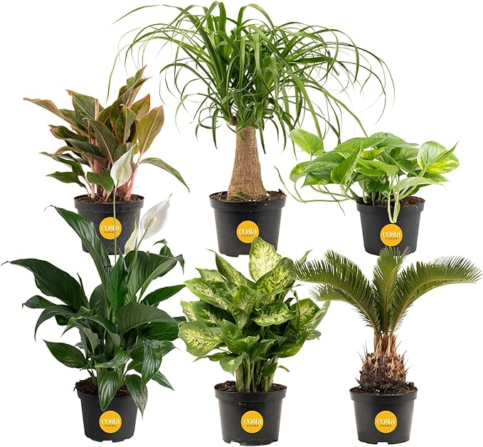 Costa Farms Live Plants | Pack of 6 | Easy to Grow Indoor Houseplants | 1-Foot Tall | Hand-Selected Variety Mix | 6-Inch Plant Pots | Housewarming Gift | Office and Room Decor