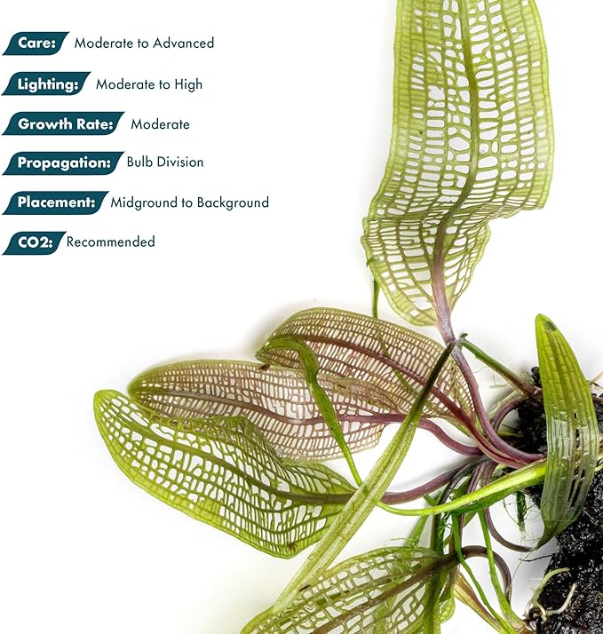 SubstrateSource Live Plants – Madagascar Lace Plant (Aponogeton madagascariensis) – Medium to High Light, Light to Dark Green Color, Midground to Background, Lace Leaf - Bulb/Bunch, 1 Pack