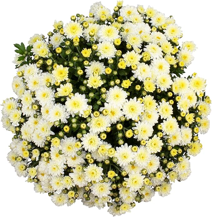 Altman Plants White Chrysanthemum Plant in 1 Gal Grower Pot, Garden Mum, Flowering Plants Outdoor Plants Live Mums, Real Outdoor Plants, Patio or Porch Flowers for Fall, Easy Care