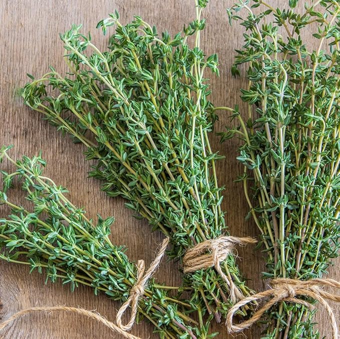 German Thyme Plants - Perfect for Indoor or Outdoor Gardening, High in Antioxidants, Fragrant and Flavorful Herb (4 ger Thyme Bags)