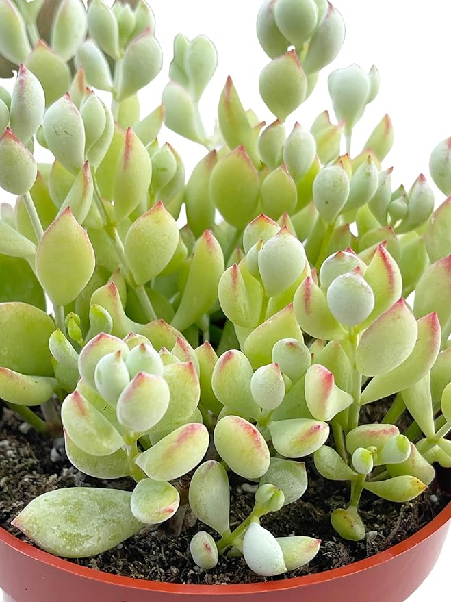 Live Succulent 4" Cotyledon Pendens Cliff Hanger, Succulents Plants Live Fully Rooted House Plant for Home Office Decoration, DIY Projects by The Succulent Cult
