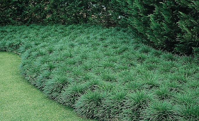 Mondo Grass - 20 Live Plants - Ophiopogon Japonicus - Live Evergreen Groundcover Plants - Shade Loving