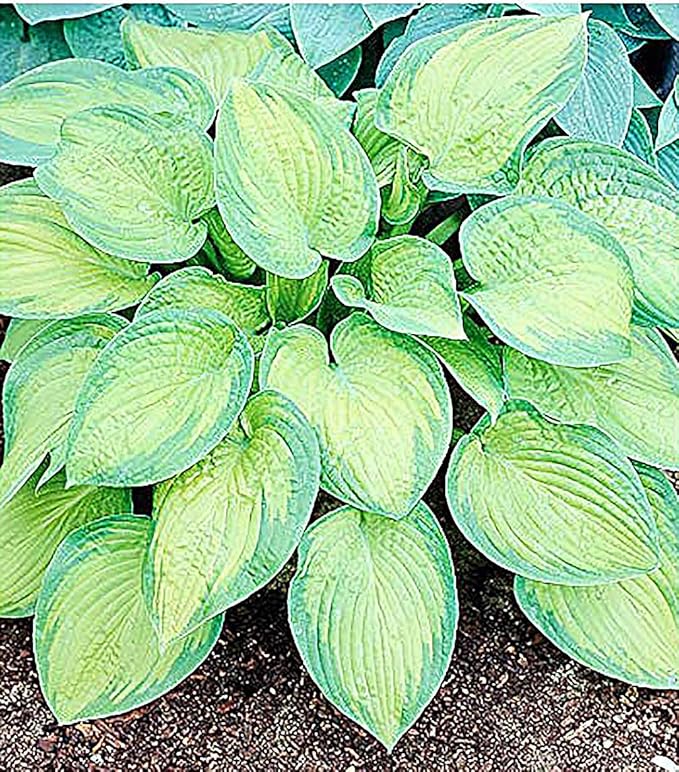 Captain Kirk Hosta - Shade Plant, 24-42" Tall, 42" Wide. Bold Green Leaves with Light Green Centers, Ideal for Low Light Areas, Low Maintenance. Also Good Indoor House Plants.
