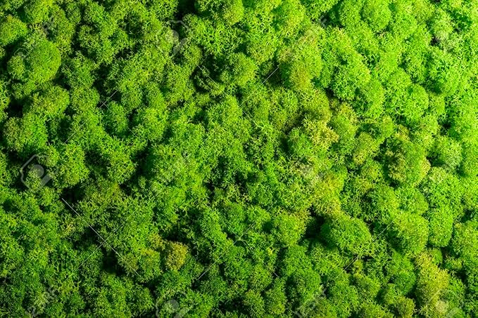 GARDENERA Premium Preserved Reindeer Moss for Potted Plants, Terrariums, Fairy Gardens, Arts and Crafts or Floral Decor Design in Natural (2 Quart Bag)