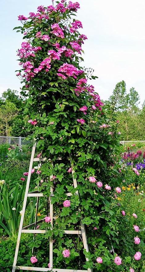 Hybrid Mixed Color Climbing Rose Rosa Bush Vine Climber Fragrant Butterfly Flower 100 Seeds Long-Blooming