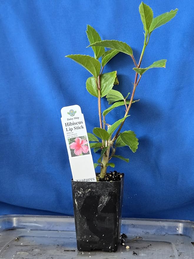 Pink Hibiscus. rosa-sinensis. Live Plant - Tropical Blooming Hibiscus, Pretty Flowers, Used in Tea and Juice (2 Pink Hibiscus Cups)