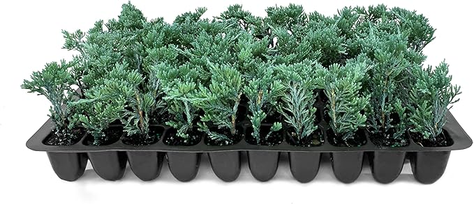 Blue Rug Juniper | 20 Live Plants | Juniperus Horizontalis Wiltonii | Low Maintenance Evergreen Ground Cover | Drought Tolerant Landscaping