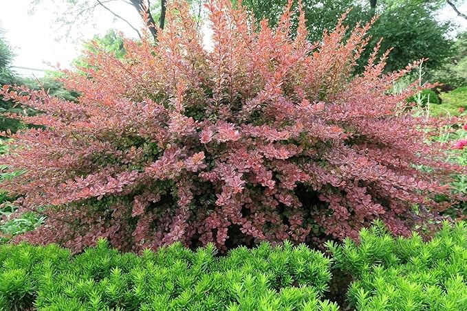 Barberry Rosy Glow | 40 Live Plants | Vibrant Dual-Toned Foliage, Ideal for Landscaping & Hedging, Hardy & Drought-Tolerant, Live Decorative Shrub Plant