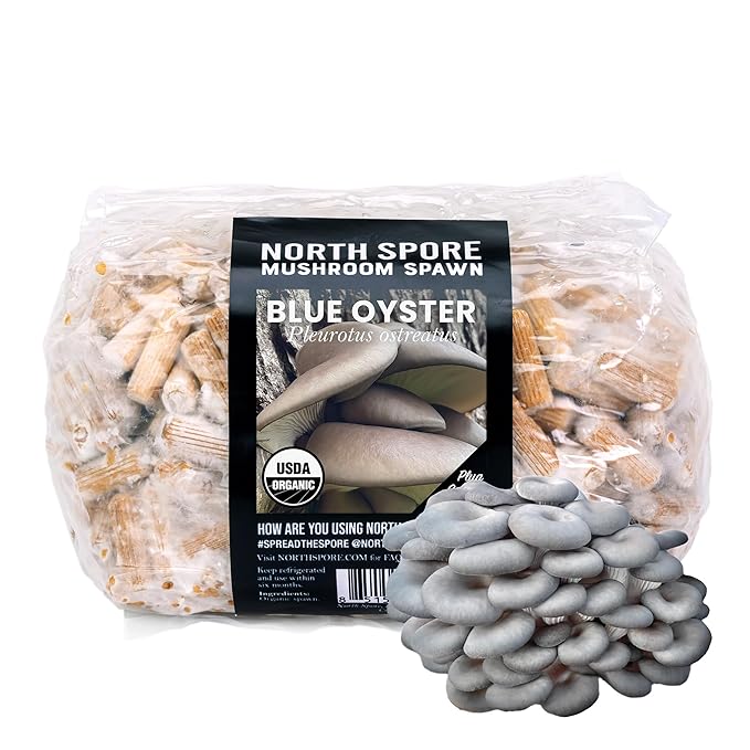 North Spore Organic Blue Oyster (500 ct) Mushroom Plugs for Logs | Premium Quality Mushroom Plug Spawn | Handmade in Maine, USA | Grow Gourmet Mushrooms Outdoors on Logs | Pleurotus ostreatus