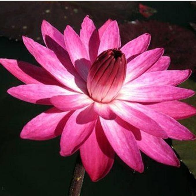 E.G. Hutchings Live Annual Water Lily Perfect Pond Plant Pre Grown Bare Root Waterlily Outdoor Koi Pond or Container Ponds Lillies pregrown Lilly pad