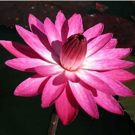 E.G. Hutchings Live Annual Water Lily Perfect Pond Plant Pre Grown Bare Root Waterlily Outdoor Koi Pond or Container Ponds Lillies pregrown Lilly pad