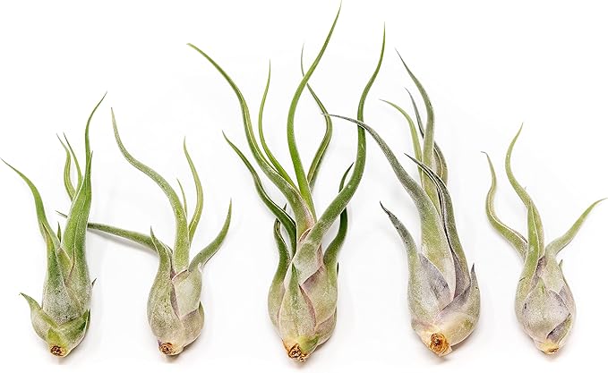 Tillandsia Caput Medusae Air Plants - Live Succulent House Plants - Available in Wholesale and Bulk - Home and Garden Decor - Easy Care Indoor/Outdoor Air Plant (Pack of 5)
