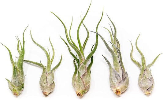 Tillandsia Caput Medusae Air Plants - Live Succulent House Plants - Available in Wholesale and Bulk - Home and Garden Decor - Easy Care Indoor/Outdoor Air Plant (Pack of 5)