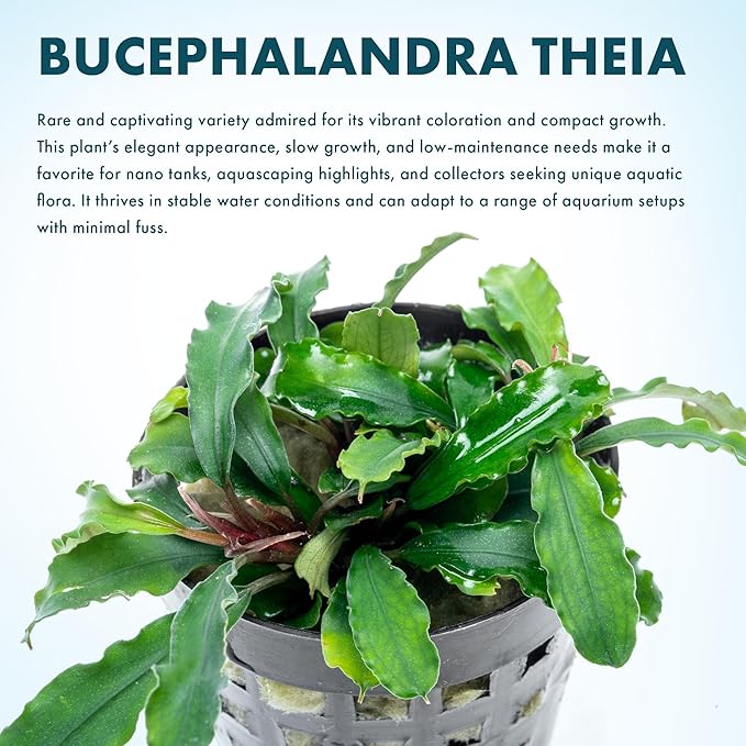 SubstrateSource Live Plants - Bucephalandra Theia - Low Light, Green, Red, Purple Accent for Foreground to Midground Freshwater Aquarium Aquascaping - Pot