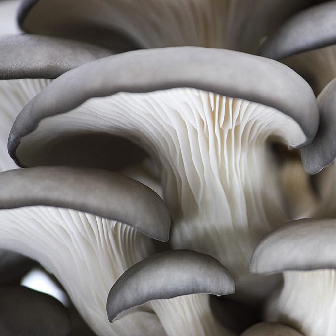 (2-Pack) North Spore Organic Blue Oyster & Lion's Mane Mushroom Spray & Grow Kits (4 lbs each) | USDA-Certified Organic, Non-GMO, Beginner-Friendly & Easy to Use | Handmade in Maine, USA