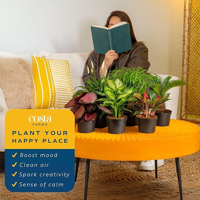 Costa Farms Live Plants | Pack of 6 | Easy to Grow Indoor Houseplants | 1-Foot Tall | Hand-Selected Variety Mix | 6-Inch Plant Pots | Housewarming Gift | Office and Room Decor