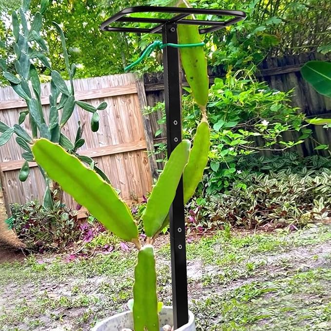 Premium Dragon Fruit Trellis - Durable Metal Trellis for Vertical Gardening and Climbing Plants - 12in x 12in x 50in