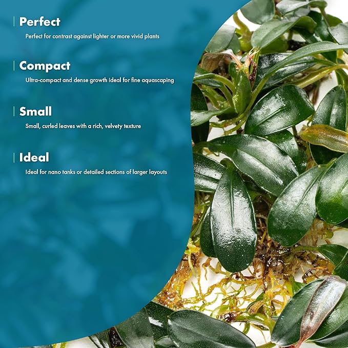 SubstrateSource Bucephalandra Brownie Phoenix Live Aquarium Plant - Natural Freshwater Fish Tank Decorations, Aquatic Decor (Small Clump (3-5 Plants))