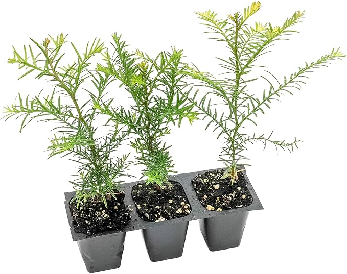 3 Coastal Redwood Trees – Live Plants – Sequoia sempervirens – Thriving in 3” Deep Nursery Cubes – 5-8” Tall, Fast-Growing & Majestic Evergreen