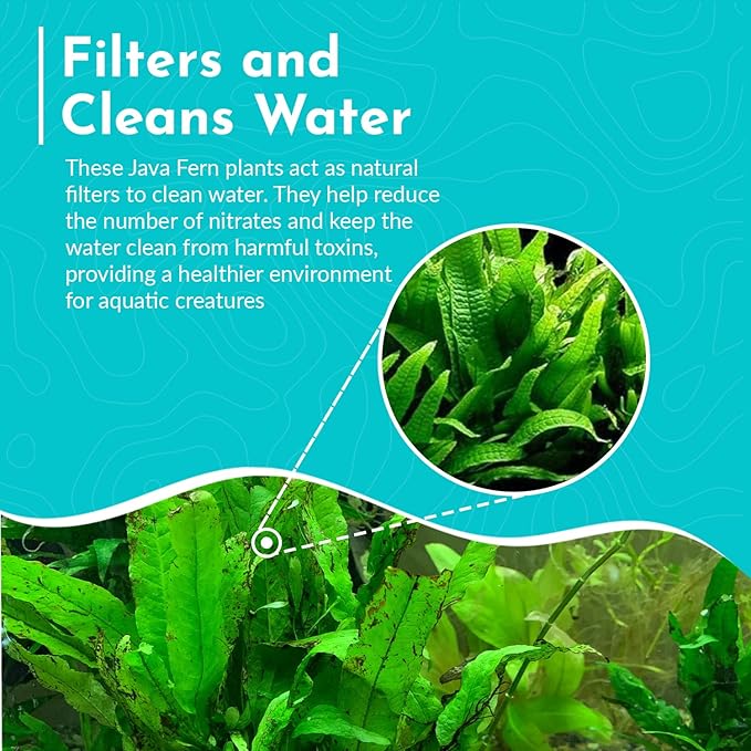 Live Java Fern Microsorum Pteropus on Mat Plant - Great for Modern Aquariums Provides Shelter to Baby Fish Fast Growth, Long Lasting & Easy Care Aquatic Plants Half Mat, Green
