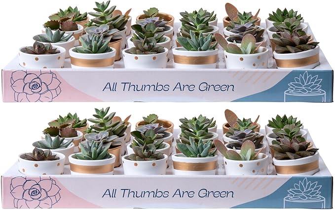 Costa Farms Mini Succulents (48 Pack), Live Succulent Plants in Decor Pots, Indoor Houseplants in Potting Soil, Party Favor Gifts, Bulk Baby Shower, Bridesmaid, 2-Inches Tall