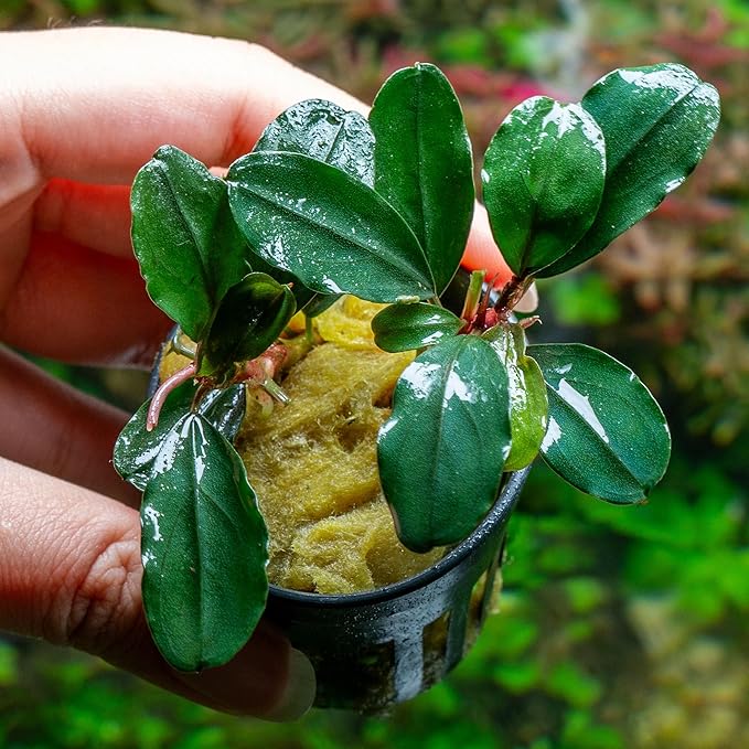 SubstrateSource Live Plants - Bucephalandra Theia - Low Light, Green, Red, Purple Accent for Foreground to Midground Freshwater Aquarium Aquascaping - Pot