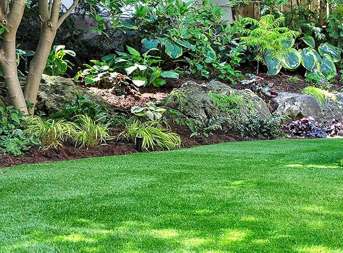 Fire and Ice Hosta - Shade Plant 24" Tall