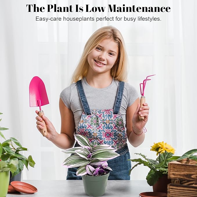 Bumble Plants Live Tradescantia Bubblegum Nanouk Purple Plant [Winter Thermal Packaging Included] | Fully Rooted Rare Houseplant for Home Office Wedding Decorations | Indoor and Outdoor Plant