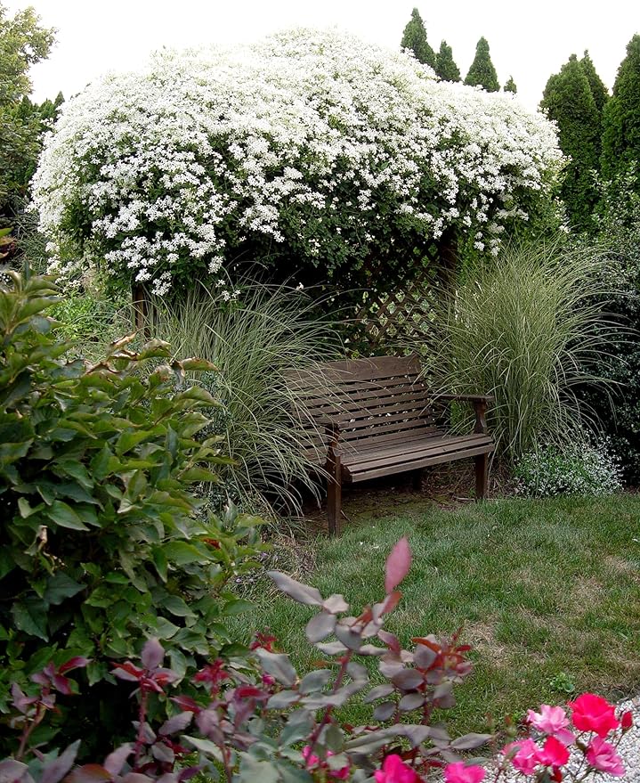 Clematis Sweet Autumn - 3 Live Plants in 4 Inch Growers Pots - Clematis 'Sweet Autumn' - Starter Plants Ready for The Garden - Beautiful White Flowering Vine