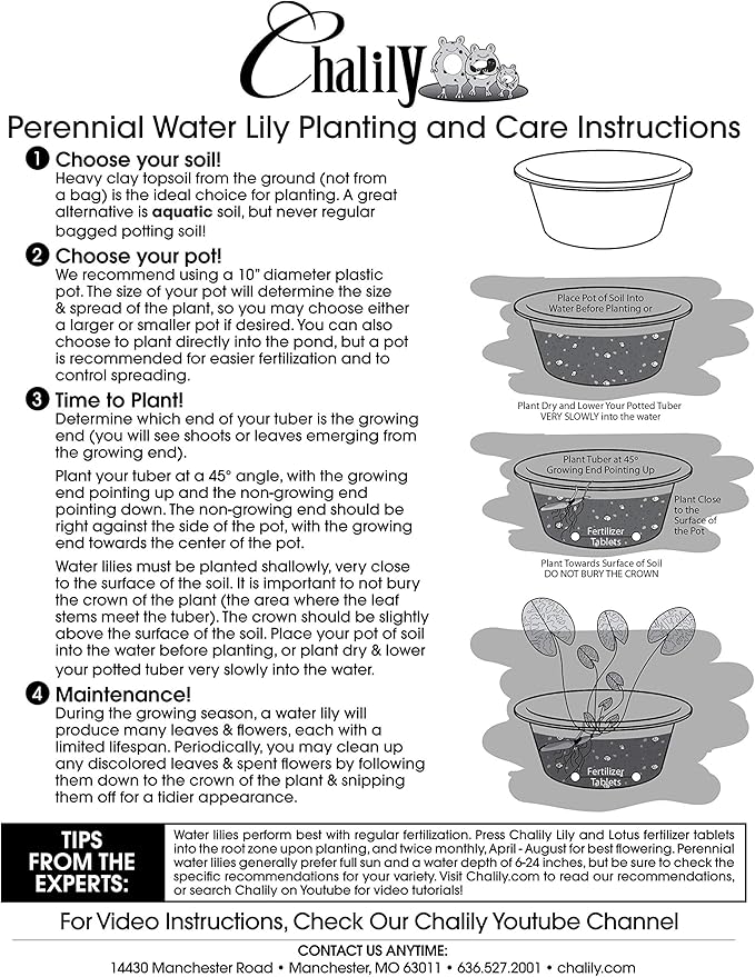 Pin Waree Live Perennial Water Lily Perfect Pond Plant Pre Grown Bare Root Waterlily Outdoor Koi Pond or Container Ponds Lillies pregrown Lilly pad