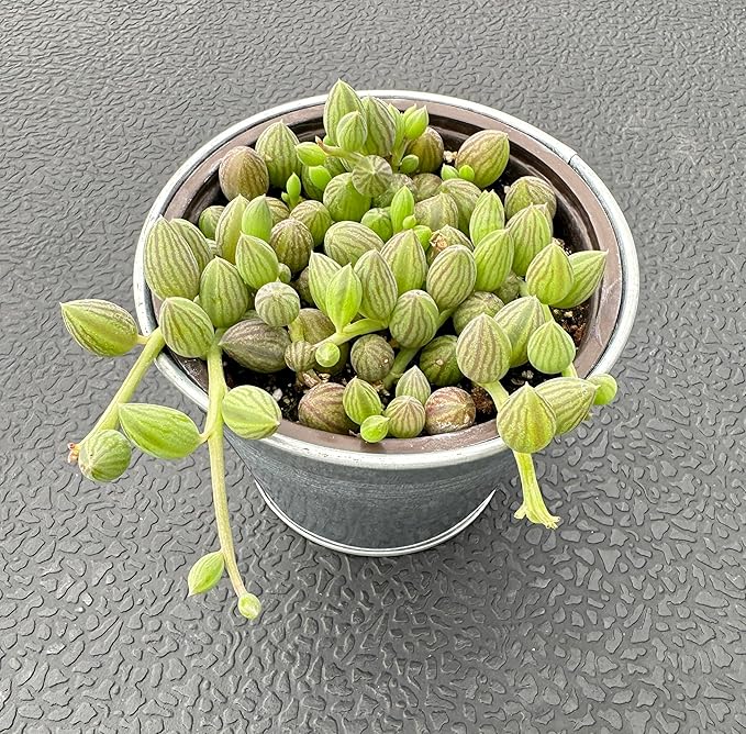 String of Watermelons with Vintage Metal Pot, Live Trailing Succulent Fully Rooted in 4" Pots with Soil Mix, Rare House Plant for Home Office