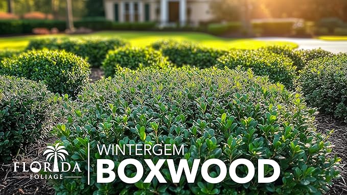 Winter Gem Boxwood | 10 Live Plants | Buxus microphylla Japonica ‘Winter Gem’ | Compact Evergreen Shrubs | Formal Garden Plants for Borders