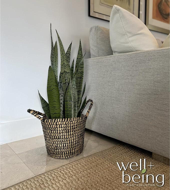 Nature's Way Farms, Sansevieria Zeylanica, Snake Plant, Live Houseplant, Easy Care, Air-Purifying (25-30 in. Tall) in Grower Pot