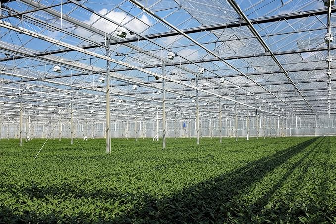 Ligustrum Japonicum 'Howardi' - 10 Live Plants - Evergreen Privacy Hedge Yellow Tip Shrub