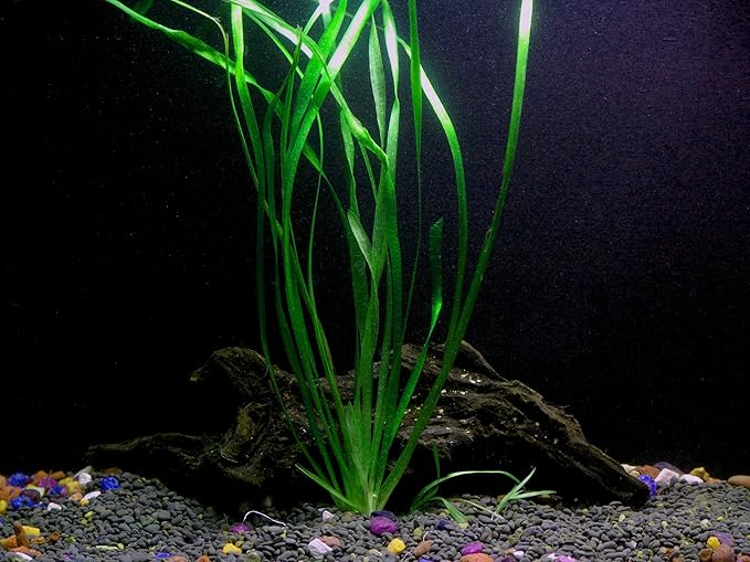 10 Species Live Aquarium Plants Package - Microsorum Java Fern, Swords, Vallisneria and More!