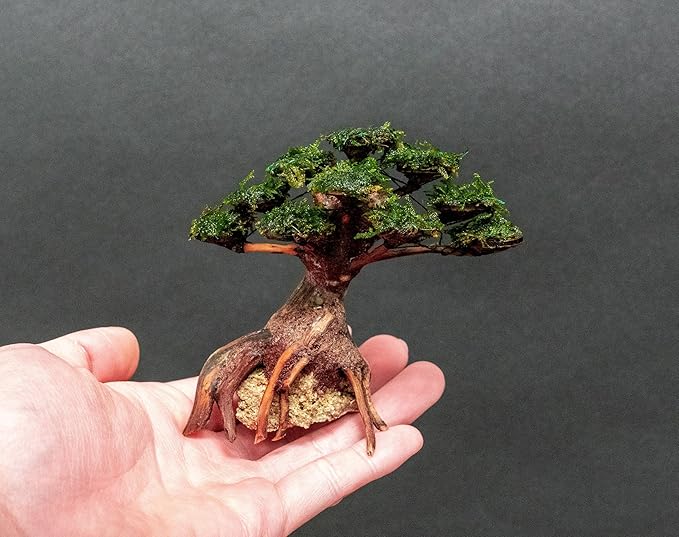 SubstrateSource Live Aquarium Plants on Driftwood, Lava Rock, Moss, Fiber Mat - Freshwater Fish Tanks - Easy, Beginner Friendly (Moss on Bonsai Tree, (Medium))