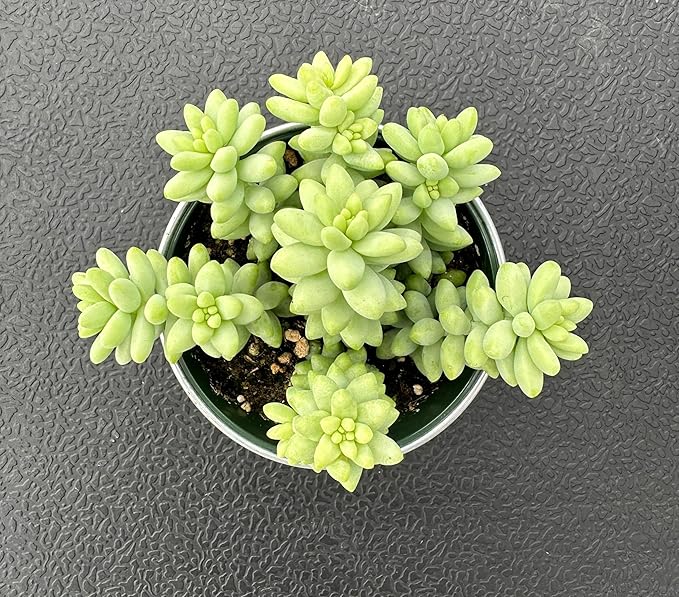 Donkey's Tail with 4" Vintage Metal Pot, Live Sedum Morganianum-Burro's Tail Succulent with Soil Mix, Rare House Plant for Home Office Wedding Indoor Outdoor Decoration, DIY Projects, Party Favor