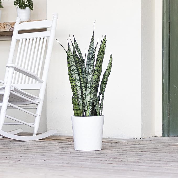 United Nursery Sansevieria Zeylanica Live Indoor Snake Plant 26-32 Shipping Size Shipped Fresh in 9.25 Grower Pot
