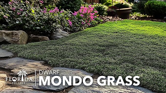 Dwarf Mondo Grass | 10 Live Plants | Ophiopogon Japonicus Nana | Lush Ground Cover | Shade Loving Low Maintenance Garden Solution | Ideal for Landscaping and Borders | Hardy and Evergreen